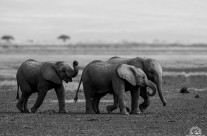 Una passeggiata tra amici