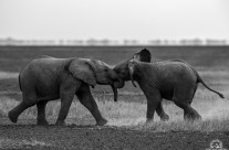 Piccoli di elefante in gioco