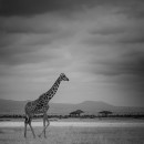 Giraffa BW