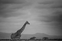 Giraffa BW