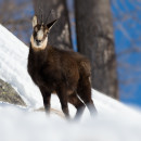 Nascosto nella neve