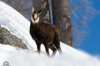 Nascosto nella neve