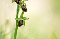 Ophrys sphegodes