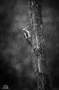 Picchio tempestoso