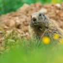 Marmotta