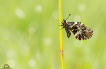 Zerynthia polyxena