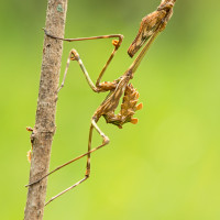 Empusa pennata