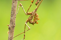 Empusa pennata