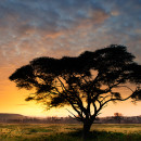 Alba a Lake Nakuru