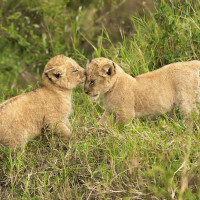 Bacio di cucciolo