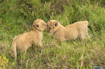 Bacio di cucciolo