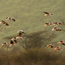 la danza dei flamingo
