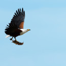 Fish Eagle con preda