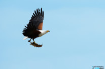 Fish Eagle con preda