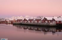 Svolvær coral