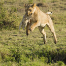 Il Salto