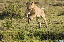 Il Salto