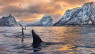 Mefjordvær Orcinus