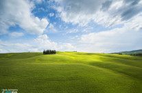 Luce sui cipressi