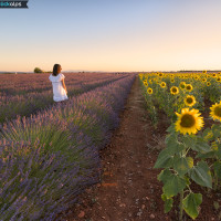 Provence Sunrise