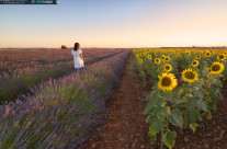 Provence Sunrise